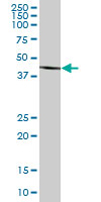 Anti-BHMT2 antibody (ab67469) at 1/500 dilution + human kidney tissue lysate at 25 µgSecondaryGoat Anti-Mouse IgG (H&L)-HRP Conjugate at 1/2500 dilution