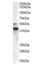 Anti-Bif antibody (ab1343) at 0.3 µg/ml + Jurkat Lysate at 35 µg