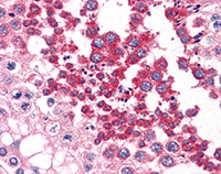 ab110091, at 2.5µg/ml, staining Bif in formalin-fixed, paraffin-embedded Human Testis tissue by Immunohistochemistry.