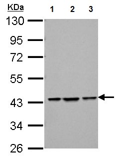 All lanes : Anti-Bif antibody - C-terminal (ab154236) at 1/1000 dilutionLane 1 : NIH 3T3 whole cell lysateLane 2 : JC whole cell lysateLane 3 : BCL1 whole cell lysateLysates/proteins at 30 µg per lane.
