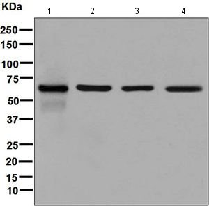 All lanes : Anti-Bile Acid Receptor NR1H4 antibody [EPR5721] (ab126602) at 1/1000 dilutionLane 1 : Human fetal liver lysateLane 2 : HepG2 cell lysateLane 3 : HeLa cell lysateLane 4 : 293T cell lysateLysates/proteins at 10 µg per lane.SecondaryGoat anti-Rabbit HRP at 1/2000 dilution