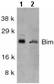 All lanes : Anti-Bim antibody (ab7888) at 1 µg/mlLane 1 : K562 whole cell lysateLane 2 : A549 whole cell lysate