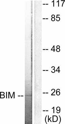 All lanes : Anti-Bim antibody (ab53155) at 1/500 dilutionLane 1 : extracts from COS7 cells, untreated.Lane 2 : extracts from COS7 cells, treated with the immunizing peptide.