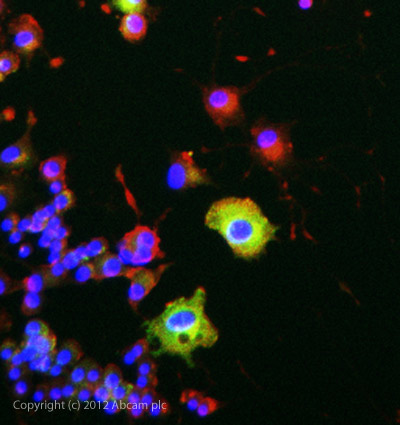 ICC/IF image of ab113544 stained PC12 cells. The cells were 100% methanol fixed (5 min) and then incubated in 1%BSA / 10% normal goat serum / 0.3M glycine in 0.1% PBS-Tween for 1h to permeabilise the cells and block non-specific protein-protein interactions. The cells were then incubated with the antibody ab113544 at 1µg/ml overnight at +4°C. The secondary antibody (green) was DyLight® 488 goat anti- rabbit (ab96899) IgG (H+L) used at a 1/1000 dilution for 1h. Alexa Fluor® 594 WGA was used to label plasma membranes (red) at a 1/200 dilution for 1h. DAPI was used to stain the cell nuclei (blue) at a concentration of 1.43µM.