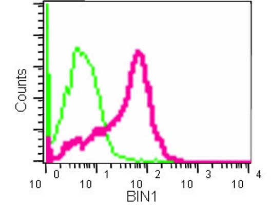 Flow Cytometrical analysis of 2% paraformaldehyde fixed HeLa cells labeling BIN1 with ab182562 at 1/40.
