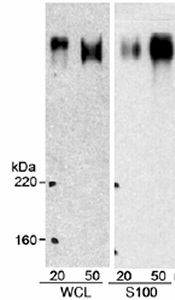 All lanes : Anti-BIRC6 antibody (ab19609) at 1/10000 dilutionLane 1 : HeLa whole cell lysate at 20 µgLane 2 : HeLa whole cell lysate at 50 µgLane 3 : HeLa S100 extract at 20 µgLane 4 : HeLa S100 extract at 50 µg