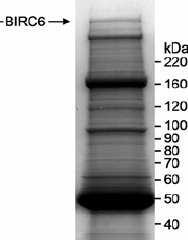 Detection of human BIRC6 by Immunoprecipitation. Affinity purified ab19609 used at 2mcg/mg lysate (whole cell lysate (10mg) from HeLa cells. The immunoprecipitate was resolved by SDS-PAGE and stained with Coomassie Blue. The band that is BIRC6 was confirmed by mass spectrometry.