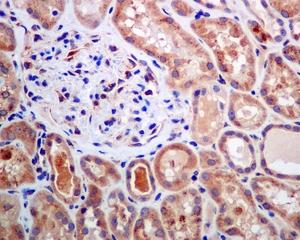 Immunohistochemical analysis of paraffin-embedded, formalin-fixed kidney tissue, staining BIVM using ab137113 at a 1/50 dilution.