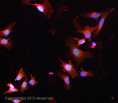 ICC/IF image of ab70525 stained HeLa cells. The cells were 100% methanol fixed (5 min) and then incubated in 1%BSA / 10% normal goat serum / 0.3M glycine in 0.1% PBS-Tween for 1h to permeabilise the cells and block non-specific protein-protein interactions. The cells were then incubated with the antibody ab70525 at 5µg/ml overnight at +4°C. The secondary antibody (green) was DyLight® 488 goat anti- rabbit (ab96899) IgG (H+L) used at a 1/250 dilution for 1h. Alexa Fluor® 594 WGA was used to label plasma membranes (red) at a 1/200 dilution for 1h. DAPI was used to stain the cell nuclei (blue) at a concentration of 1.43µM.