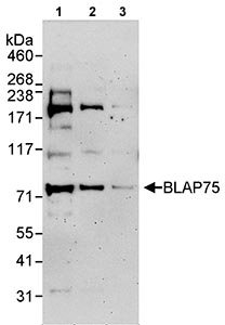 All lanes : Anti-BLAP75 antibody (ab70525) at 0.04 µg/mlLane 1 : Whole cell lysate from HeLa cells at 50 µgLane 2 : Whole cell lysate from HeLa cells at 15 µgLane 3 : Whole cell lysate from HeLa cells at 5 µgdeveloped using the ECL technique