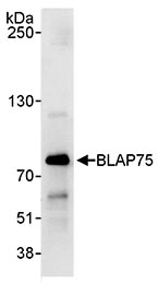 Detection of Human BLAP75 by Immunoprecipitation in Whole cell lysate from HeLa cells (1 mg for IP, 20% of IP loaded) using ab70525 at 3 µg/mg for IP and at 1 µg/ml for subsequent WB detection.
