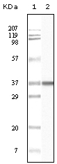 Anti-BLK antibody [9D10A8F8] (ab47700) at 1/500 dilution + Truncated BLK recombinant protein