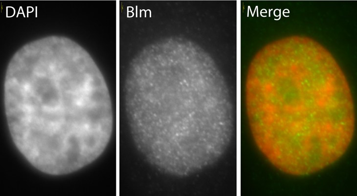 HeLa cells cultured on coverslips were fixed in 4% paraformaldehyde then stained with ab2179 (green) at a concentration of 5µg/ml. The DNA stained with DAPI is shown in red (100x magnification).