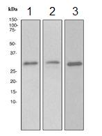 All lanes : Anti-14-3-3 epsilon antibody [EPR3919] (ab108210)Lane 1 : Fetal brain lysateLane 2 : SW480 cell lysateLane 3 : NIH/3T3 cell lysateLysates/proteins at 10 µg per lane.SecondaryHRP labelled goat anti-rabbit at 1/2000 dilution