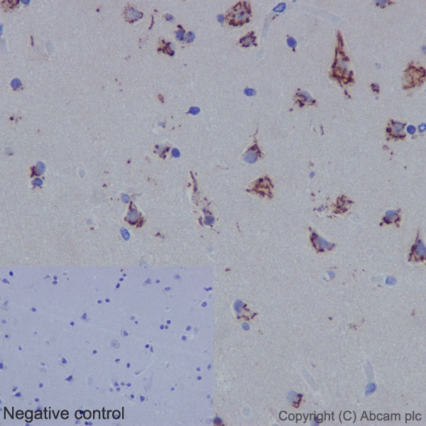 Immunohistochemistry (Formalin/PFA-fixed paraffin-embedded sections) analysis of human cerebral cortex tissue labelling BMP11 with purified ab124721 at 1/2500. Heat mediated antigen retrieval was performed using Tris/EDTA buffer pH 9. A prediluted HRP-polymer conjugated anti-rabbit IgG was used as the secondary antibody. Negative control using PBS instead of primary antibody. Counterstained with hematoxylin.