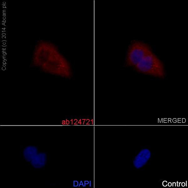 Immunocytochemistry/Immunofluorescence analysis of A549 cells labelling BMP11 with purified ab124721 at 1/250. Cells were fixed with 4% paraformaldehyde and permeabilized with 0.1% triton X-100. ab150078, an Alexa Fluor® 555-conjugated goat anti-rabbit IgG (1/500) was used as the secondary antibody. DAPI (blue) was used as the nuclear counterstain.Control: primary antibody (1/250) and secondary antibody, ab150113, an Alexa Fluor® 488-conjugated goat anti-mouse IgG (1/500).