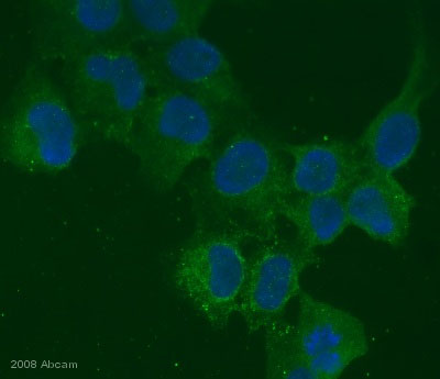 ab15640 staining human U2-OS cells by ICC/IF. Cells were PFA fixed and permeabilized in Triton-X-100 prior to blocking in 2% serum for 1 hour at 20°C. The primary antibody was diluted 1/100 and incubated with the sample for 1 hour at 37°C. The secondary antibody was Alexa Fluor®488 conjugated chicken anti-mouse, diluted 1/1000.See Abreview