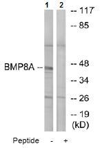 All lanes : Anti-BMP8a antibody (ab74870) at 1/500 dilutionLane 1 : extracts from COLO cellsLane 2 : extracts from COLO cells with immunizing peptide at 10 µgLysates/proteins at 30 µg per lane.