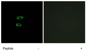 ab74870, at a dilution of 1/500, staining BMP8a in A549 cells by Immunofluorescence in the absence (left image) or presence (right image) of the immunising peptide.