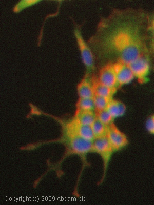 ICC/IF image of ab43057 stained PC12 cells. The cells were 100% methanol fixed (5 min) and then incubated in 1%BSA / 10% normal goat serum / 0.3M glycine in 0.1% PBS-Tween for 1h to permeabilise the cells and block non-specific protein-protein interactions. The cells were then incubated with the antibody (ab43057, 1/1000 dilution) overnight at +4°C. The secondary antibody (green) was Alexa Fluor® 488 goat anti-rabbit IgG (H+L) used at a 1/1000 dilution for 1h. Alexa Fluor® 594 WGA was used to label plasma membranes (red) at a 1/200 dilution for 1h. DAPI was used to stain the cell nuclei (blue) at a concentration of 1.43µM.