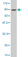 Western blot against tagged recombinant protein immunogen using ab54907 BMPR1B antibody at 1ug/ml.