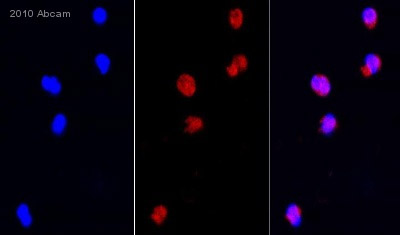 Central Panel: ab74820 staining BNIP2 in human PMN cells by ICC/IF (Immunocytochemistry/immunofluorescence). Cells were fixed with paraformaldehyde, permeabilized with 0.1% TritonX-100 + 2% BSA in PBS for 15 minutes and blocked with 2% BSA for 1 hour. Samples were incubated with primary antibody 1/100 in blocking buffer for 4 hours at 37°C. An Alexa Fluor® 568-conjugated Goat polyclonal to rabbit IgG, dilution 1/250, was used as secondary antibody. Left-hand panel: Nuclei counterstained with DAPI (blue).Right-hand panel: OverlaySee Abreview