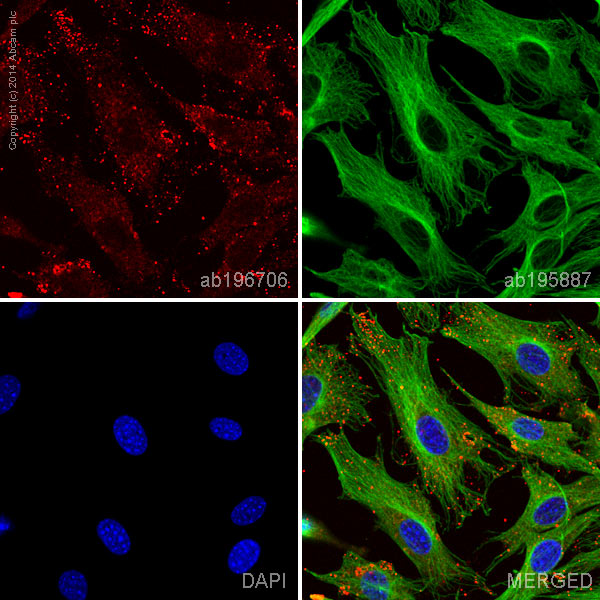 ab196706 staining BNIP3 in NIH3T3 cells. The cells were fixed with 4% formaldehyde (10 min), permeabilized with 0.1% Triton X-100 for 5 minutes and then blocked with 1% BSA/10% normal goat serum/0.3M glycine in 0.1%PBS-Tween for 1h. The cells were then incubated overnight at +4°C with ab196706 at a 1/50 dilution (shown in red) and ab195887, Mouse monoclonal to alpha Tubulin (Alexa Fluor® 488), at a 1/250 dilution (shown in green). Nuclear DNA was labelled with DAPI (shown in blue).Image was taken with a confocal microscope (Leica-Microsystems, TCS SP8).