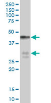 Anti-BNIPL antibody (ab66975) at 1/500 dilution + human placental tissue lysate at 25 µgSecondaryGoat Anti-Mouse IgG (H&L)-HRP Conjugate at 1/2500 dilution