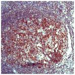 ab52136, ready to use for staining human BOB1 in tonsil tissue by Immunohistochemistry, Formalin fixed Paraffin embedded tissue.
