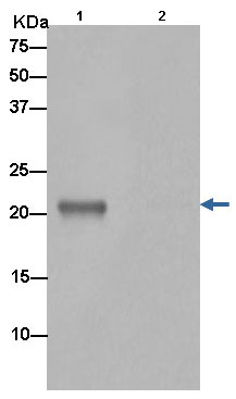 Western blot analysis of Bok in PC-3 cell lysate immunoprecipitated with ab186745 at 1/50 dilution (Lane1). Lane 2: PBS instead of PC-3 cell lysate.Secondary antibody: Anti-Rabbit IgG (HRP), specific to the non-reduced form of IgG at 1/1500 dilution.