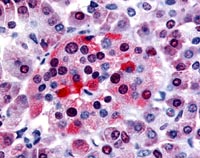 Immunohistochemistry Image of Human Pancreas, Islet (formalin-fixed, paraffin-embedded) stained with Bombesin Receptor 3 antibody (ab116589) at 10 &microg/ml followed by biotinylated goat anti-rabbit IgG secondary antibody, alkaline phosphatase-streptavidin and chromogen.