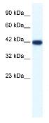 Anti-Bone Sialoprotein antibody (ab33022) at 1.25 µg/ml + HepG2 cell lysate SecondaryHRP conjugated anti Rabbit IgG at 1/50000 dilution