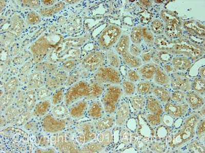 IHC image of ab33022 staining in normal human kidney formalin fixed paraffin embedded tissue section, performed on a Leica BondTM system using the standard protocol F. The section was pre-treated using heat mediated antigen retrieval with sodium citrate buffer (pH6, epitope retrieval solution 1) for 20 mins. The section was then incubated with ab33022, 5µg/ml, for 15 mins at room temperature and detected using an HRP conjugated compact polymer system. DAB was used as the chromogen. The section was then counterstained with haematoxylin and mounted with DPX.For other IHC staining systems (automated and non-automated) customers should optimize variable parameters such as antigen retrieval conditions, primary antibody concentration and antibody incubation times.