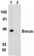 All lanes : Anti-Bonzo antibody (ab8023) at 1/500 dilutionLane 1 : human spleen tissue lysate with absence of peptideLane 2 : human spleen tissue lysate with presence of peptide