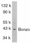 Anti-Bonzo antibody (ab8022) at 1/1000 dilution + SW1353 total cells lysateObserved band size : 42 kDa (why is the actual band size different from the predicted?)