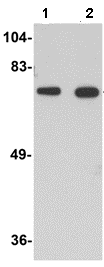 Lane 1 :  Anti-Bora antibody (ab106376) at 1 µg/mlLane 2 :  Anti-Bora antibody (ab106376) at 2 µg/mlLane 1 : Mouse brain tissue lysateLane 2 : Mouse brain tissue lysateLysates/proteins at 15 µg per lane.