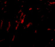 Immunofluorescence of CDCA8 in Rat Kidney cells using ab74473 at 20 ug/ml.