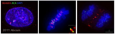 ab67126 staining Borealin/CDCA8 in HeLa cells by Immunocytochemistry/ Immunofluorescence. The cells were fixed in paraformaldehyde, permeabilised in 0.1% Triton and then blocked using 10% BSA for 1 hour at 23°C. Samples were then incubated with primary antibody at 1/200 for 1 hour at 23°C. The secondary antibody used was a mouse IgG conjugated to Alexa Fluor® 594 (red) used at a 1/300 dilution.When fixed in PFA, the antibody stains the centromere in metaphase and the midzone in anaphase, as expected for Borealin, a CPC protein. Borealin (red), Kinetochores (green), DAPI (blue).See Abreview