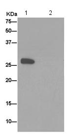 Western blot analysis on immunoprecipitation from 1) Human blood lysate and 2) PBS, labeling BPGM using 186739 at 1/50 dilution and HRP-conjugated anti-rabbit IgG preferentially detecting the non-reduced form of rabbit IgG at a 1/1500 dilution.