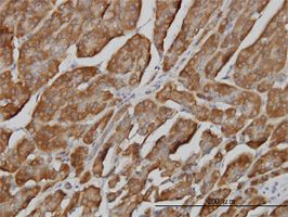 BPNT1 antibody (ab56679) used in immunohistochemistry at 3ug/ml on formalin fixed and paraffin embedded human pancreas.