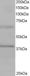 Anti-BPOZ antibody (ab106149) at 1 µg/ml + Human Heart lysate in RIPA buffer at 35 µg