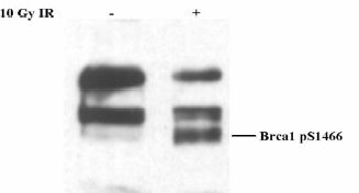 All lanes : Anti-BRCA1 (phospho S1466) antibody (ab3614) at 1/2000 dilutionLane 1 : 25ug HeLa cell extractLane 2 : 25ug HeLa cell lysate, cells treated with 10Gy IR