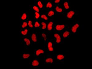 Immunofluorescence analysis of HeLa cells labeling BRD2, with ab139690 at 1/250 dilution.