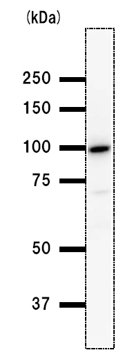 Anti-BRD3 antibody [2088C3a] (ab50818) at 1/200 dilution + F2408 whole cell lysate at 50 µgSecondaryAnti Mouse IgG antibody at 1/2500 dilution
