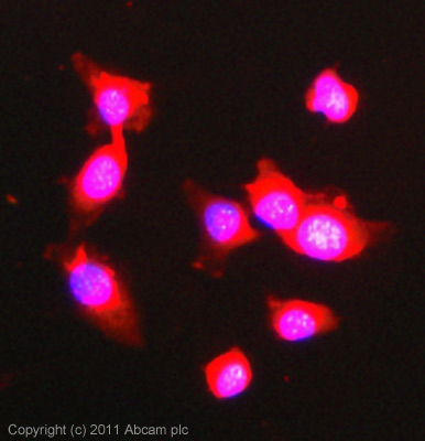 ICC/IF image of ab56036 stained MCF7 cells. The cells were 100% methanol fixed (5 min) and then incubated in 1%BSA / 10% normal goat serum / 0.3M glycine in 0.1% PBS-Tween for 1h to permeabilise the cells and block non-specific protein-protein interactions. The cells were then incubated with the antibody (ab56036, 5µg/ml) overnight at +4°C. The secondary antibody (green) was ab96899 Dylight 488 goat anti-rabbit IgG (H+L) used at a 1/250 dilution used at a 1/250 dilution for 1h. Alexa Fluor® 594 WGA was used to label plasma membranes (red) at a 1/200 dilution for 1h. DAPI was used to stain the cell nuclei (blue) at a concentration of 1.43µM.