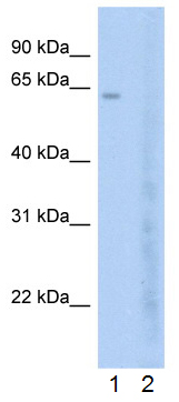 All lanes : Anti-BRD7 antibody - ChIP Grade (ab56036) at 2.5 µg/mlLane 1 : Jurkat cell lysateLane 2 : Jurkat cell lysate with blocking peptide at 2 µg/mlLysates/proteins at 25 µg per lane.