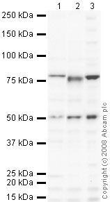All lanes : Anti-BRD9 antibody (ab66443) at 1 µg/mlLane 1 : HeLa (Human epithelial carcinoma cell line) Whole Cell LysateLane 2 : HEK293 (Human embryonic kidney cell line) Whole Cell LysateLane 3 : MCF7 (Human breast adenocarcinoma cell line) Whole Cell LysateLysates/proteins at 10 µg per lane.SecondaryGoat polyclonal to Rabbit IgG - H&L - Pre-Adsorbed (HRP) at 1/3000 dilutiondeveloped using the ECL techniquePerformed under reducing conditions.
