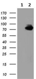 All lanes : Anti-Breast cancer suppressor candidate 1 antibody [3D6] (ab123932) at 1/2000 dilutionLane 1 : HEK293T cells transfected with pCMV6-ENTRY control Lane 2 : HEK293T cells transfected with pCMV6-ENTRY Breast cancer suppressor candidate 1Lysates/proteins at 5 µg per lane.