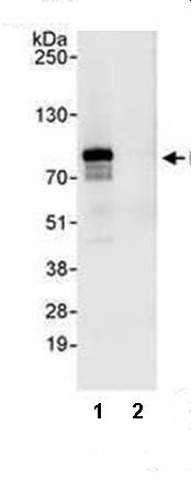 HeLa whole cell lysate (1mg) was subjected to immunoprecipitation using ab74221 (3µg/mg lysate; lane 1) or a control IgG antibody (lane 2). 20% of the immunoprecipitates were used for Western blotting and bands were identified using ab74221 at a concentration of 1µg/ml. A band at the predicted molecular weight of 74kDa was detected using chemiluminescence with an exposure time of 3 seconds.