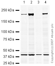 All lanes : Anti-BRG1 antibody (ab4081) at 1 µg/mlLane 1 : Jurkat (Human T cell lymphoblast-like cell line) Whole Cell LysateLane 2 : Jurkat (Human T cell lymphoblast-like cell line) Nuclear Lysate (ab14844)Lane 3 : HepG2 (Human hepatocellular liver carcinoma cell line) Whole Cell LysateLane 4 : HepG2 (Human hepatocellular liver carcinoma cell line) Nuclear Lysate (ab14660)Lysates/proteins at 10 µg per lane.SecondaryIRDye 680 Conjugated Goat Anti-Rabbit IgG (H+L) at 1/10000 dilutionPerformed under reducing conditions.